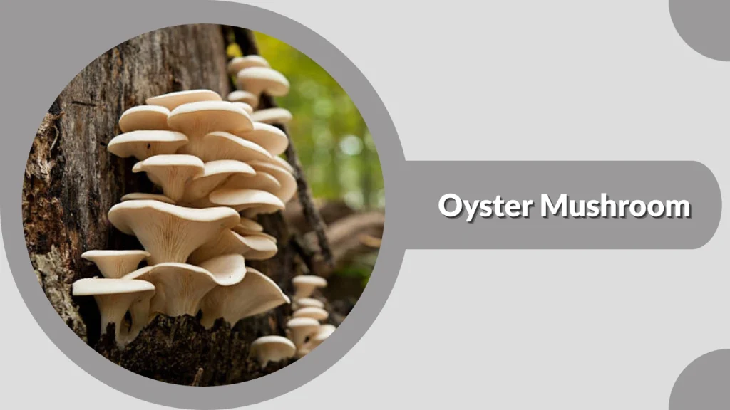 Oyster Mushroom