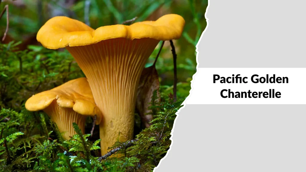Pacific Golden Chanterelle