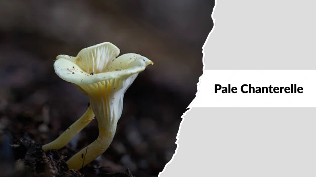 Pale Chanterelle