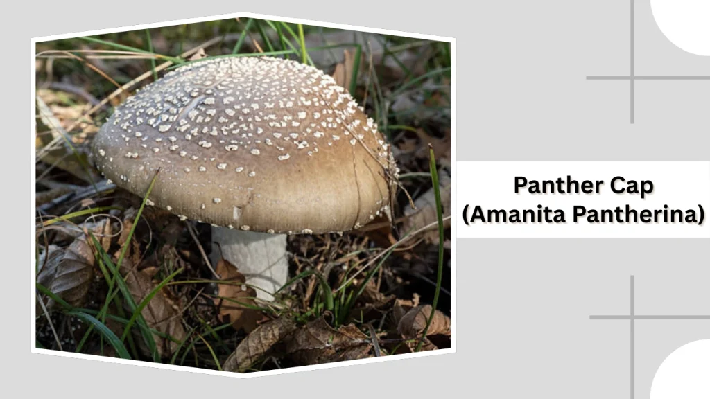 Panther Cap (Amanita Pantherina)