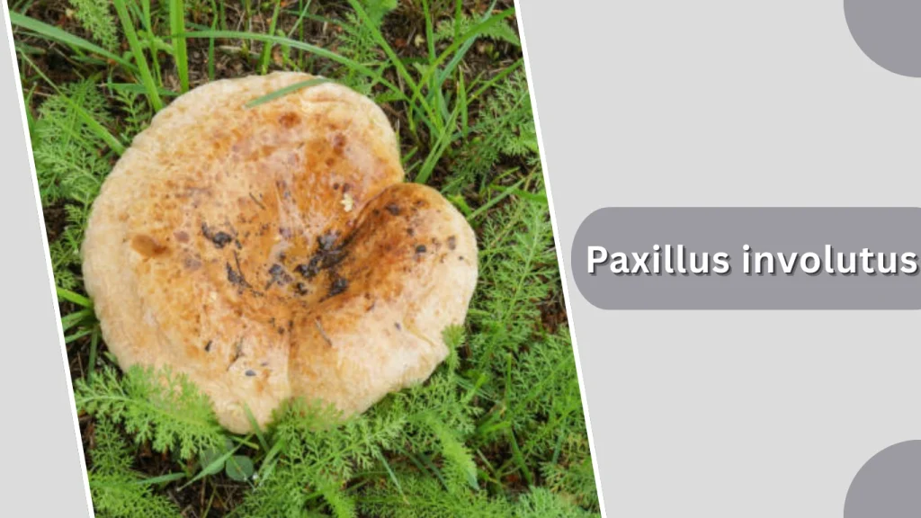 Paxillus involutus