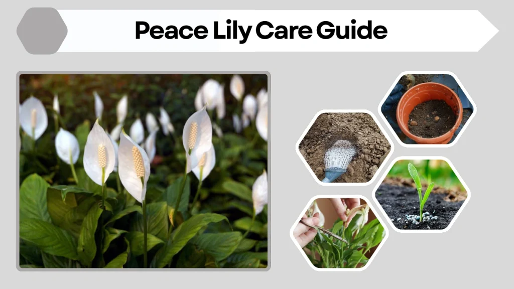 Peace Lily Care Guide