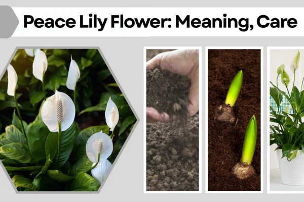 Peace Lily Flower Meaning, Care, Benefits, and Growing Guide