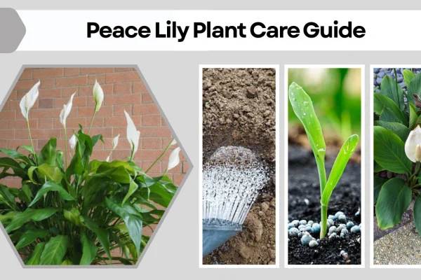 Peace Lily Plant Care Guide (Indoor & Outdoor Growing)