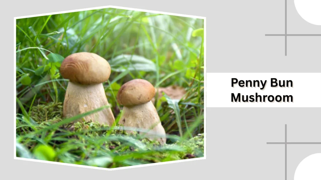 Penny Bun Mushroom