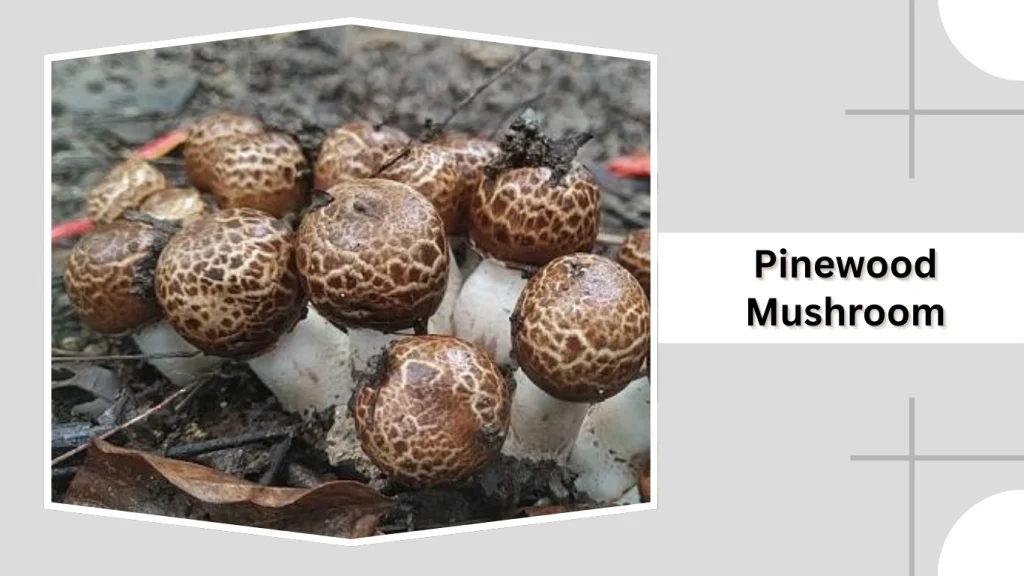 Pinewood Mushroom