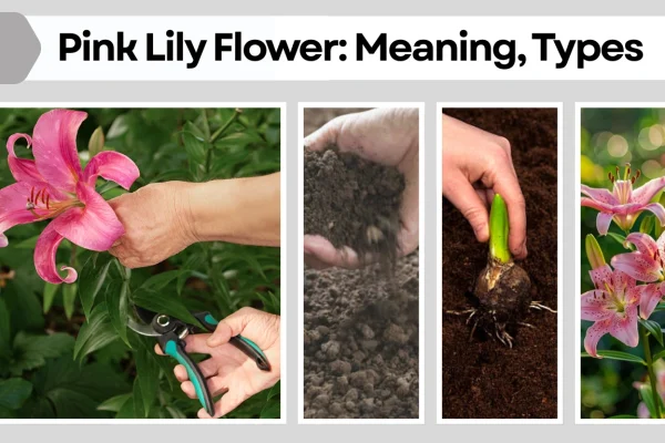 Pink Lily Flower Meaning, Types, Care, and Growing Guide