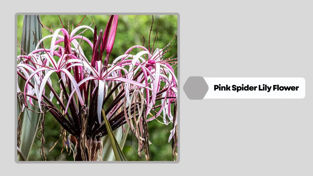 Pink Spider Lily Flower