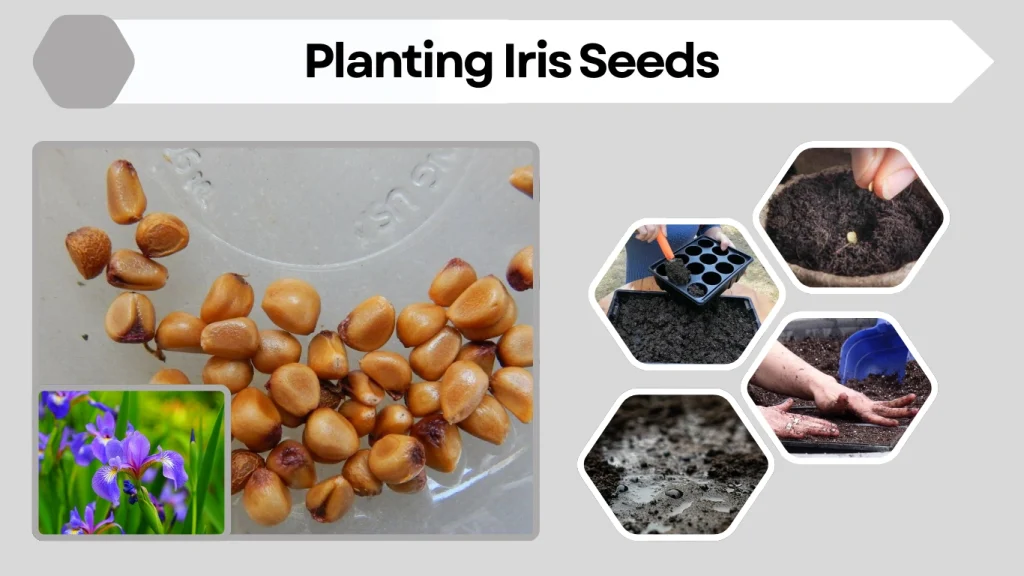 Planting Iris Seeds