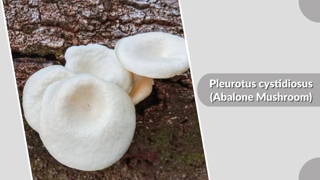 Pleurotus cystidiosus (Abalone Mushroom)