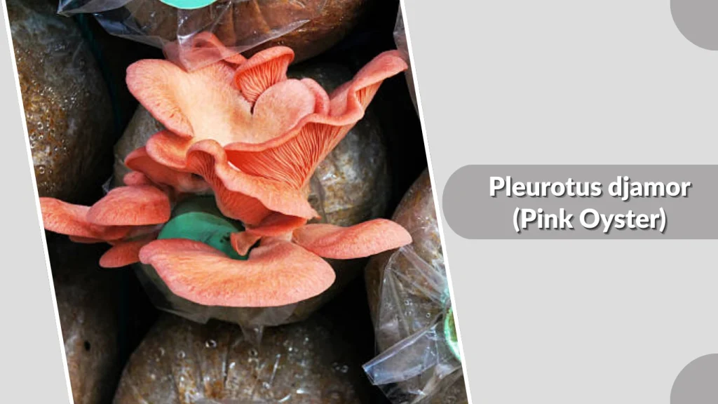 Pleurotus djamor (Pink Oyster)