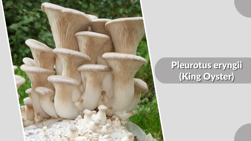 Pleurotus eryngii (King Oyster)