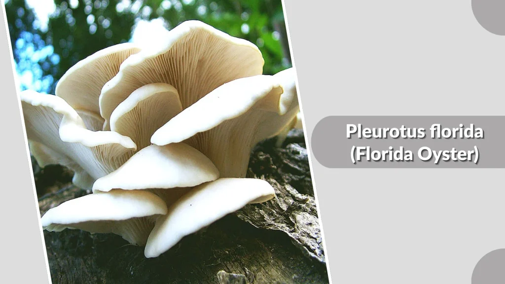 Pleurotus florida (Florida Oyster)
