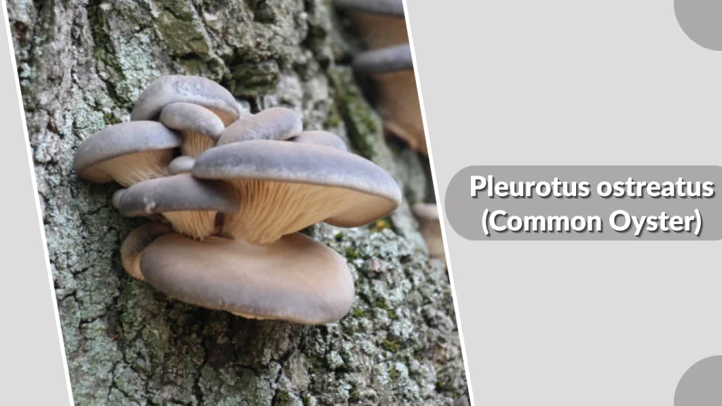 Pleurotus ostreatus (Common Oyster)