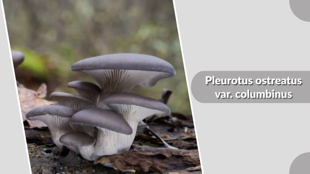Pleurotus ostreatus var. columbinus