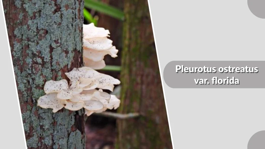 Pleurotus ostreatus var. florida