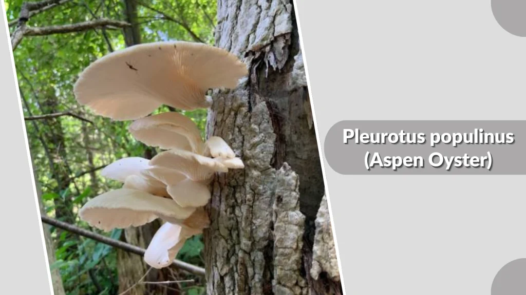 Pleurotus populinus (Aspen Oyster)