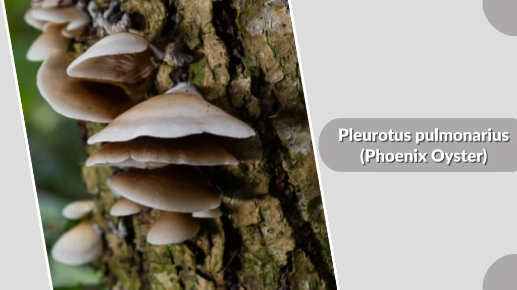 Pleurotus pulmonarius (Phoenix Oyster)