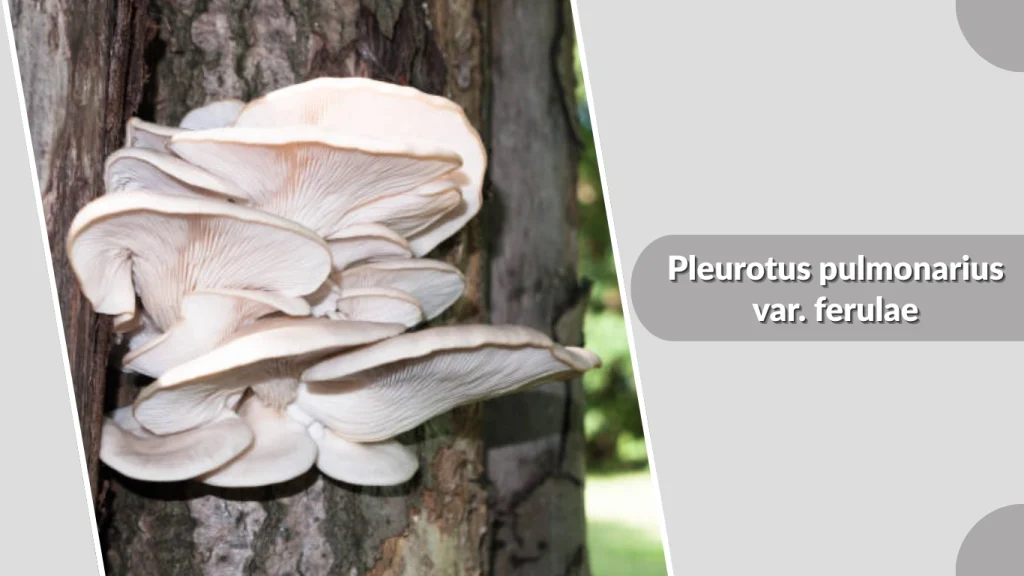 Pleurotus pulmonarius var. ferulae