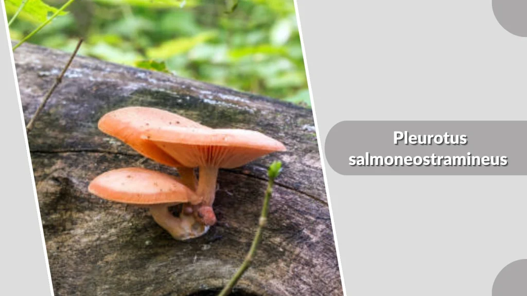 Pleurotus salmoneostramineus (Salmon Oyster)