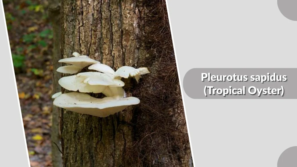 Pleurotus sapidus (Tropical Oyster)