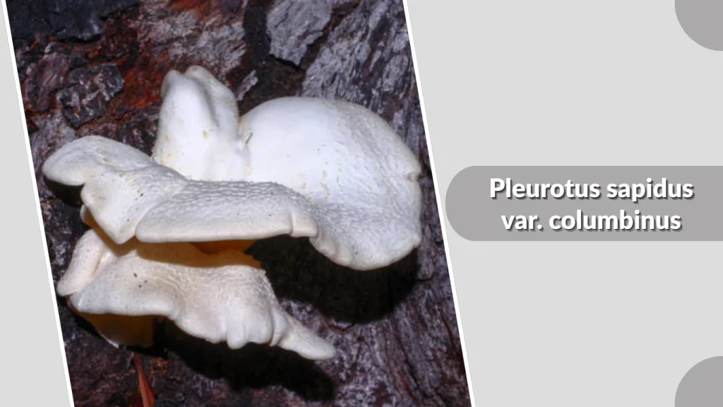 Pleurotus sapidus var. columbinus
