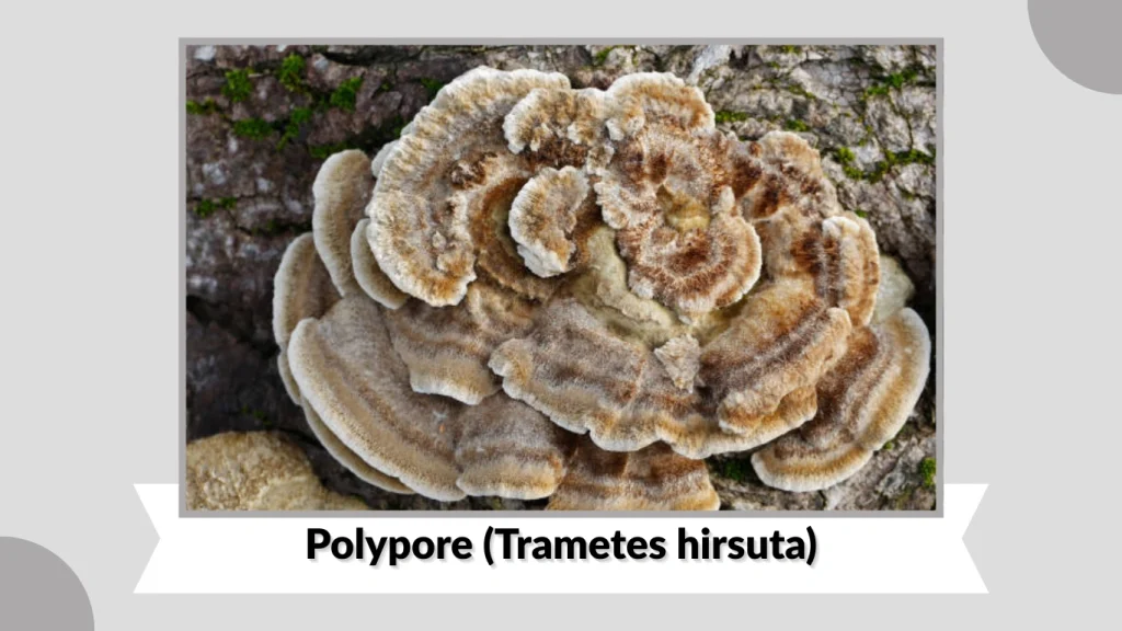 Polypore (Trametes hirsuta)
