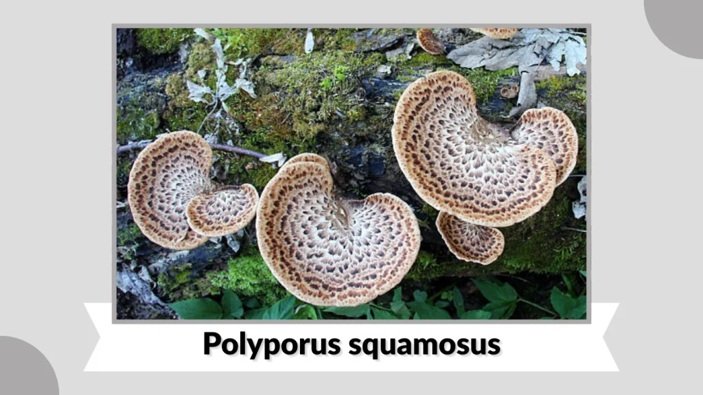 Polyporus squamosus