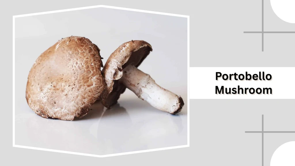 Portobello Mushroom