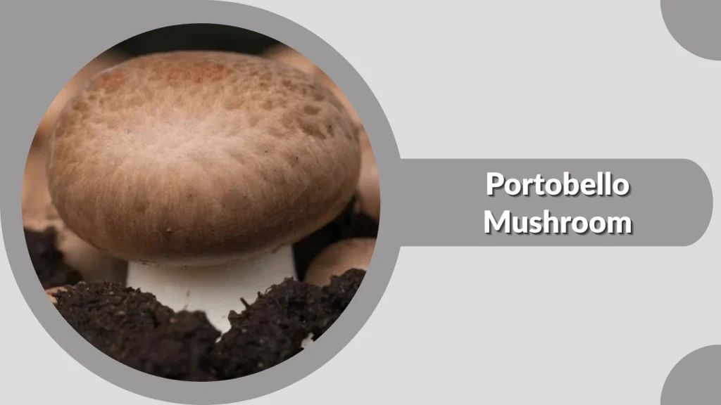 Portobello Mushroom