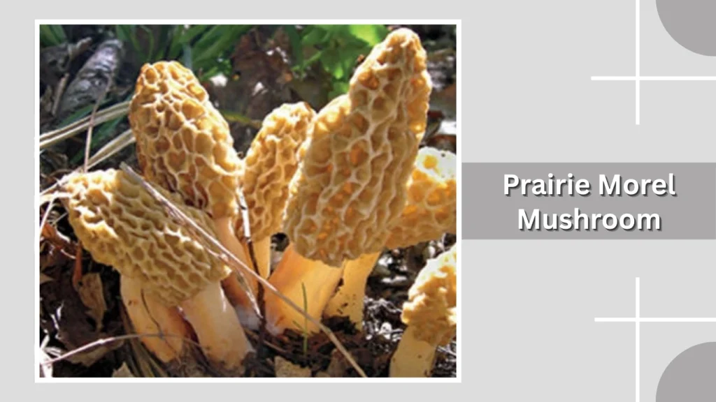 Prairie Morel Mushroom