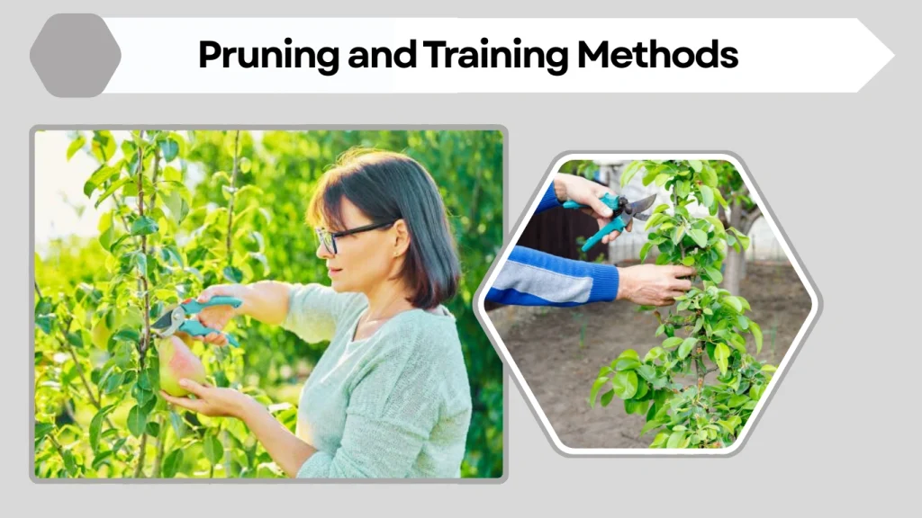 Pruning and Training Methods