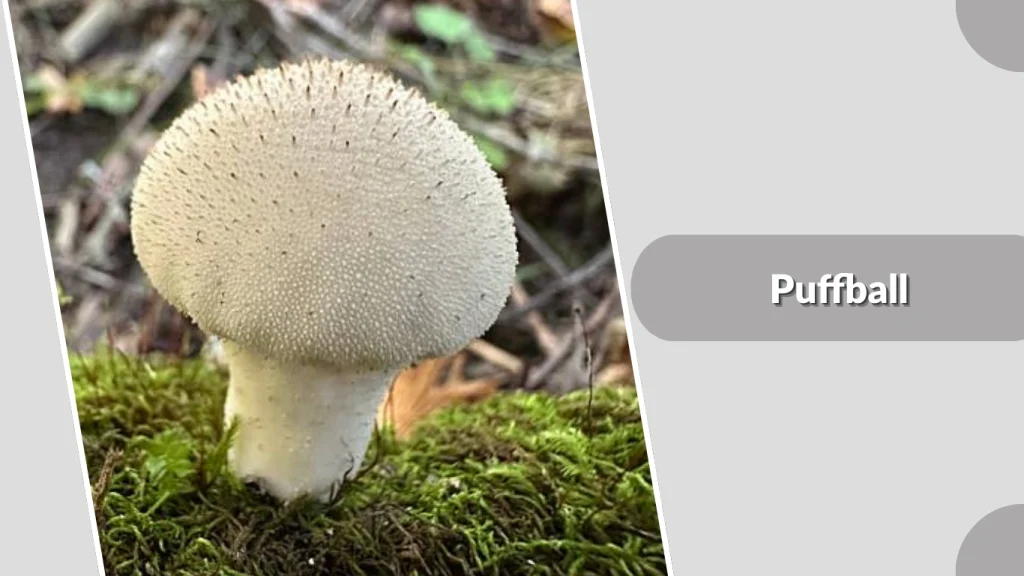 Puffball