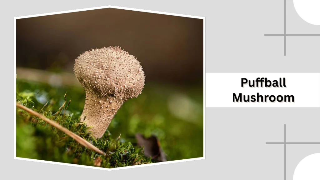 Puffball Mushroom (Lycoperdon perlatum)