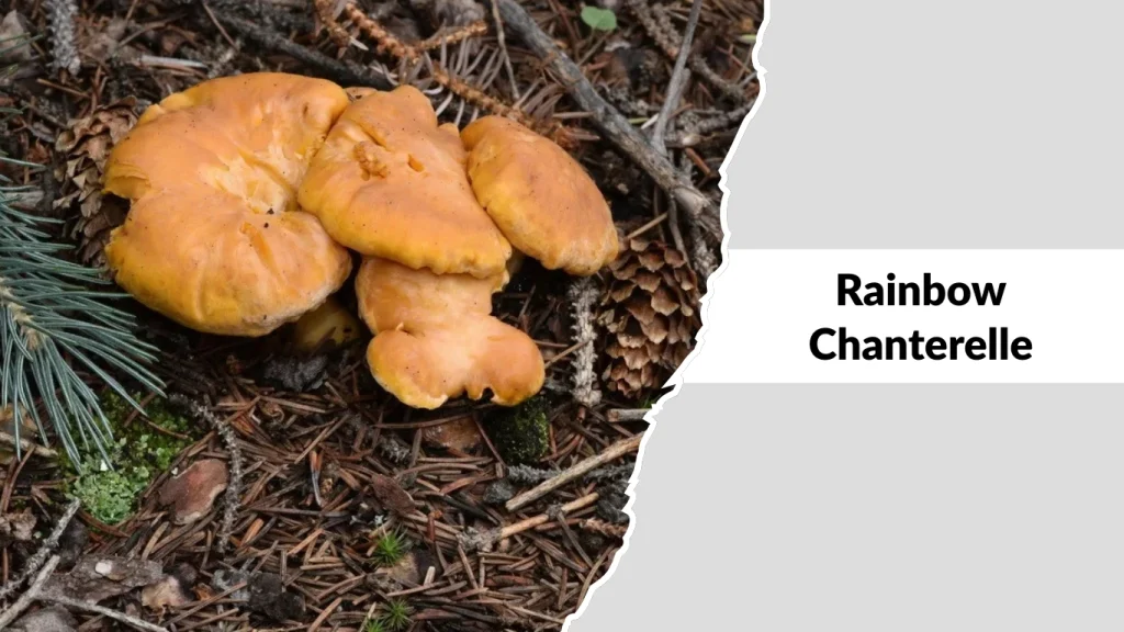 Rainbow Chanterelle