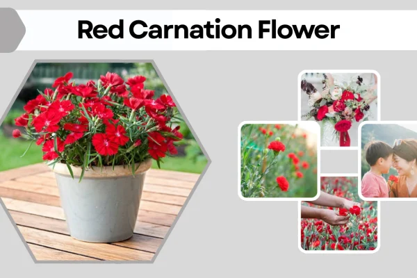Red Carnation Flower Meaning, Symbolism, Care, and Uses