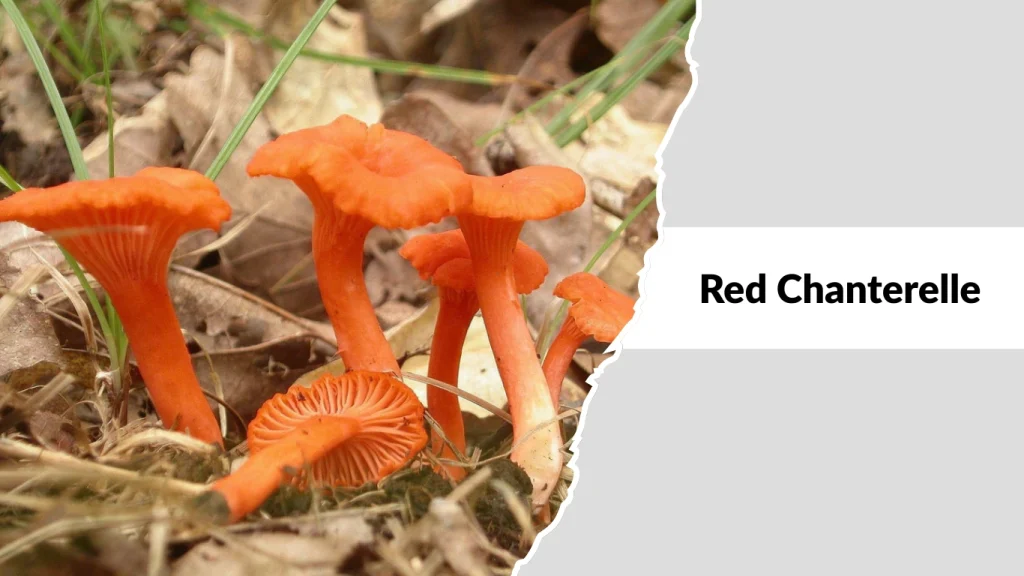 Red Chanterelle