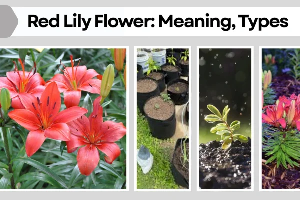 Red Lily Flower Meaning, Types, Care, and Growing Guide