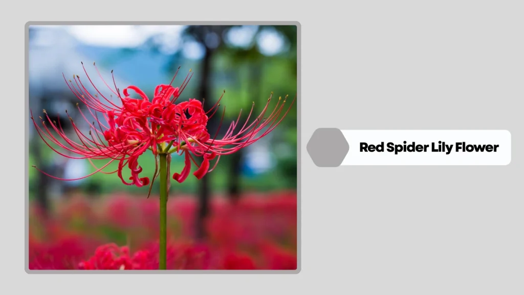 Red Spider Lily Flower