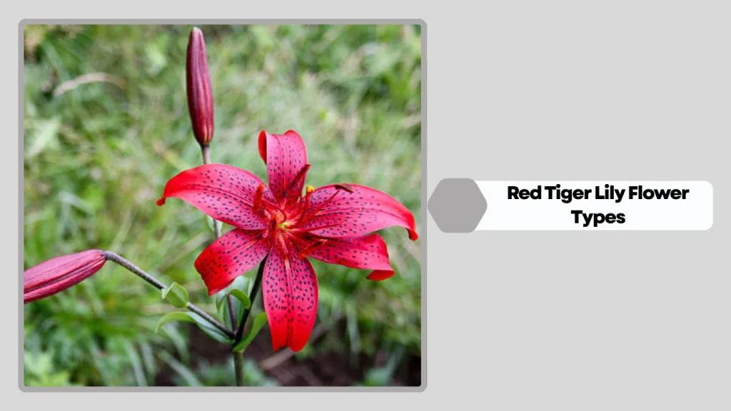 Red Tiger Lily Flower Types