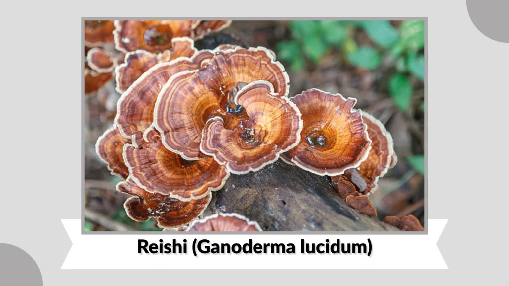 Reishi (Ganoderma lucidum)