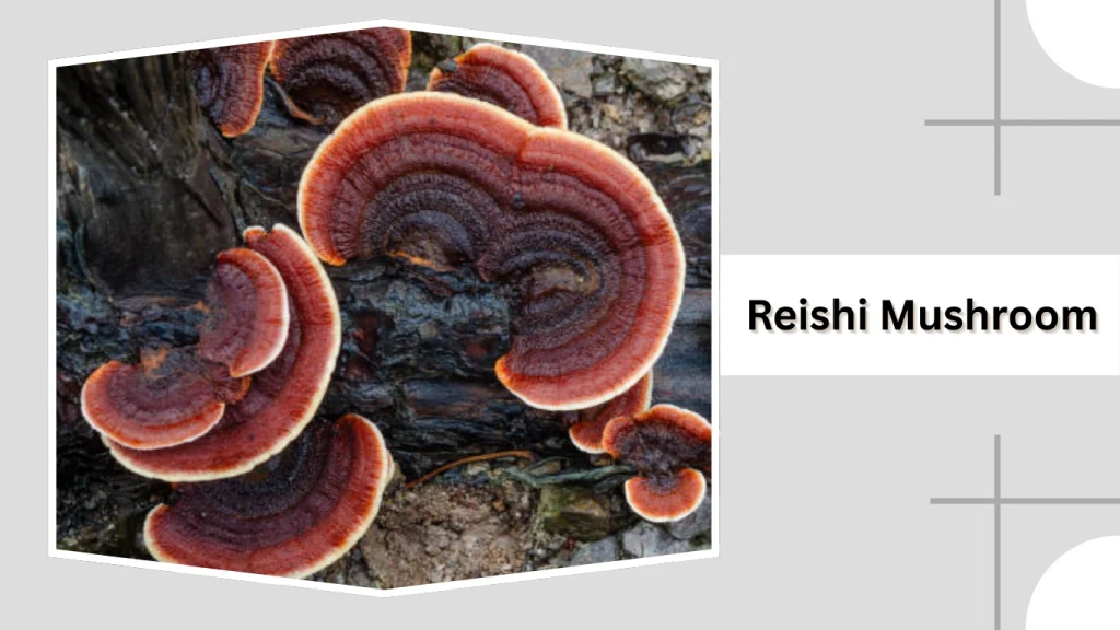 Reishi Mushroom