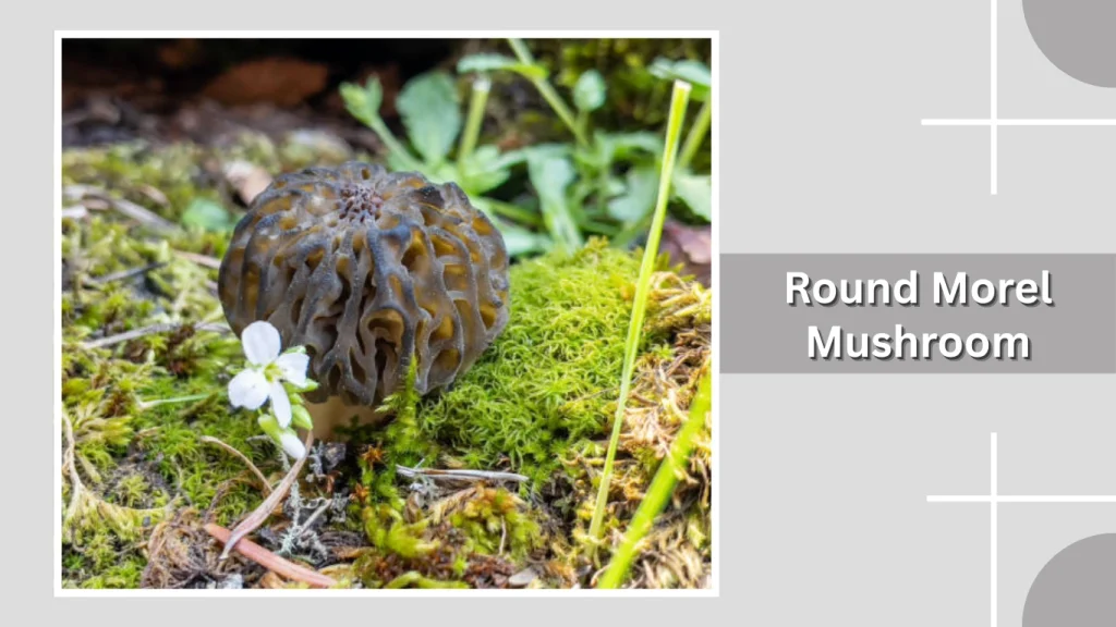 Round Morel Mushroom
