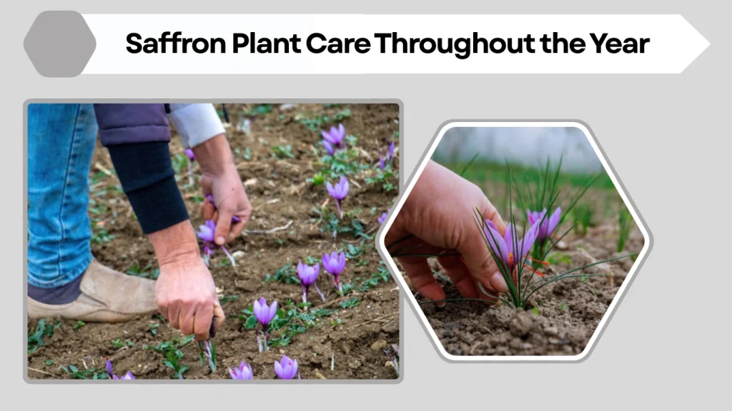 Saffron Plant Care Throughout the Year