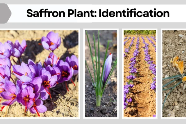 Saffron Plant Identification, Growth Cycle, and Uses