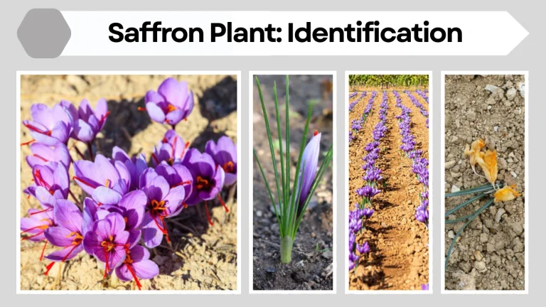 Saffron Plant Identification, Growth Cycle, and Uses