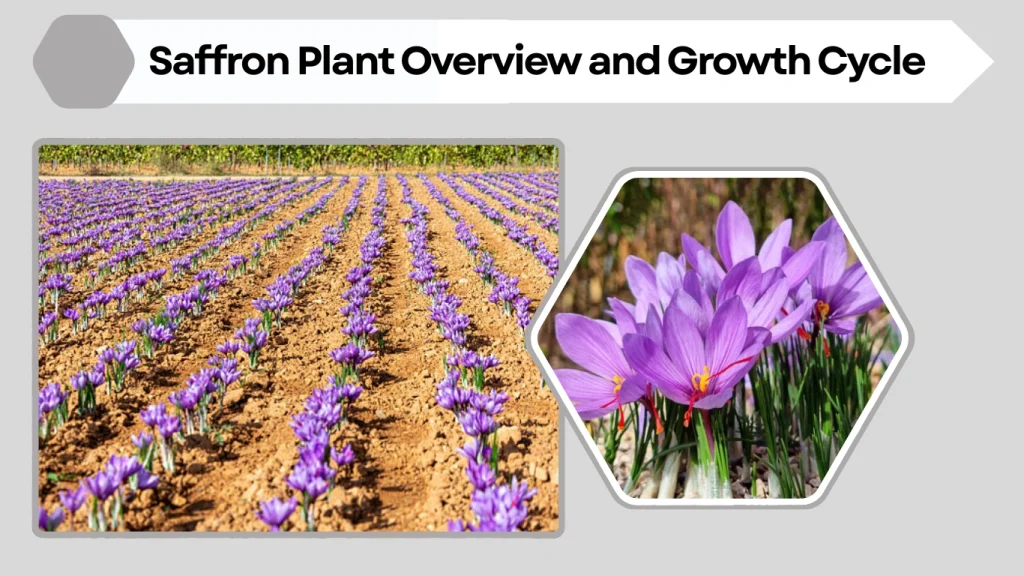 Saffron Plant Overview and Growth Cycle