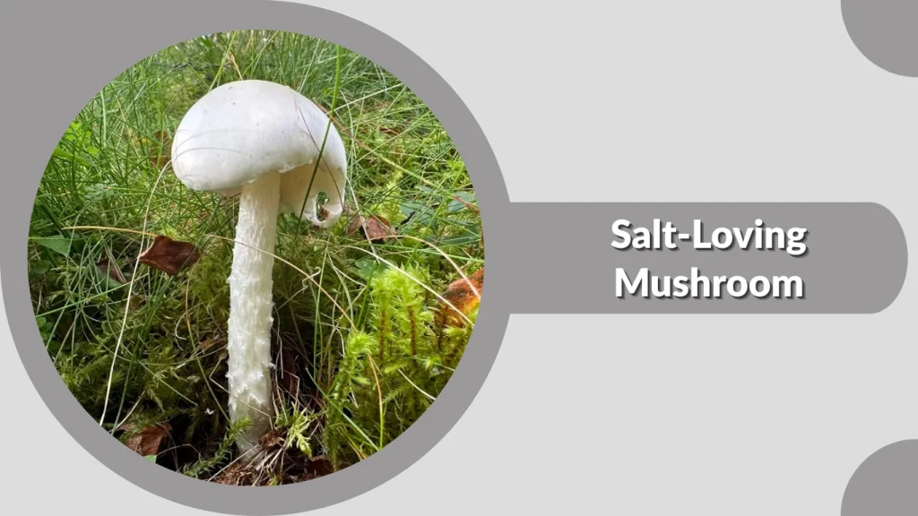 Salt-Loving Mushroom