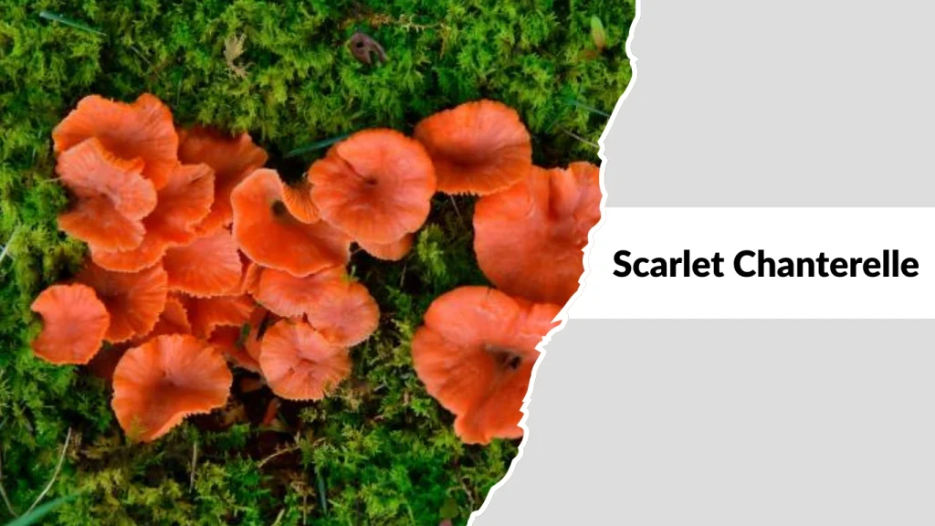 Scarlet Chanterelle