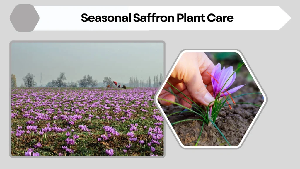 Seasonal Saffron Plant Care